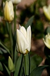 white-tulips