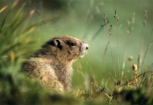 groundhog-sitting-in-the-grass