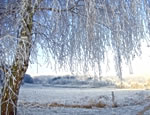 winter-scene winter-scene
