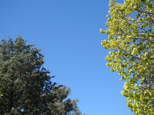blue-sky-1-mid-march-autumn-2009-dsc071622