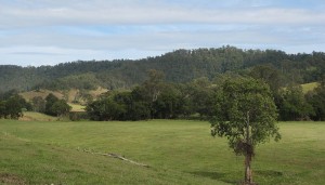 wiangaree2
