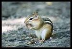 chipmonk