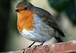 robin-image robin-image