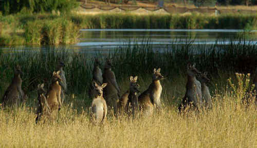 kangaroos alert-20090516-01 kangaroos alert-20090516-01