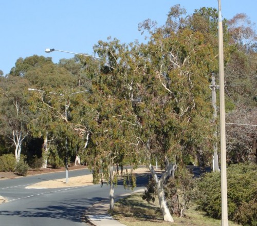 Autumn sky and eucalypts Mawson 2009 DSC07351 Autumn sky and eucalypts Mawson 2009 DSC07351