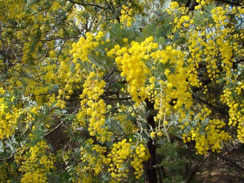 wattle 3 DSC07947