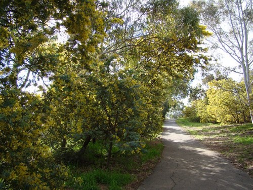 wattle 5 DSC07938