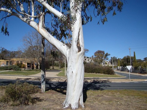 white eucalypt bark Mawson DSC08051